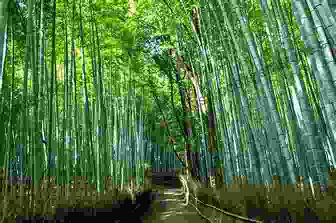 A Breathtaking View Of The Arashiyama Bamboo Forest, Its Towering Stalks Creating A Surreal And Serene Atmosphere Where The Dead Pause And The Japanese Say Goodbye: A Journey