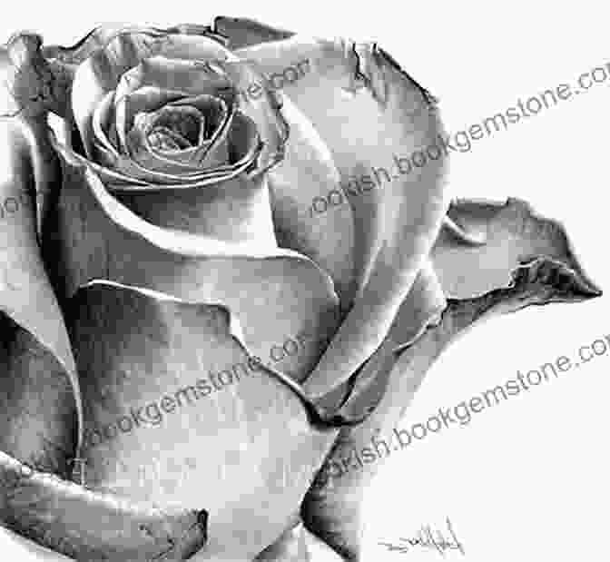 A Graphite Drawing Of A Flower, Showcasing The Precision And Detail That Can Be Achieved. Botanical Drawing Using Graphite And Coloured Pencils