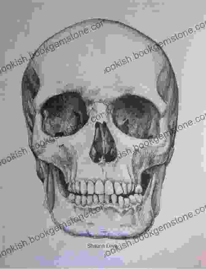 A Highly Detailed Pencil Sketch Of A Human Skull, Capturing Its Anatomical Features With Precision. Skull 2: Sketchbook (JDL Sketchbook Collection)