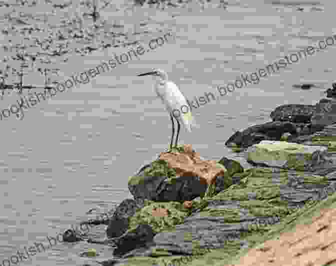 A Lonely Egret Standing On A Rock In A River The Lonely Egret La Garceta Solitaria (Adventures With Teo Aventuras Con Teo 1)