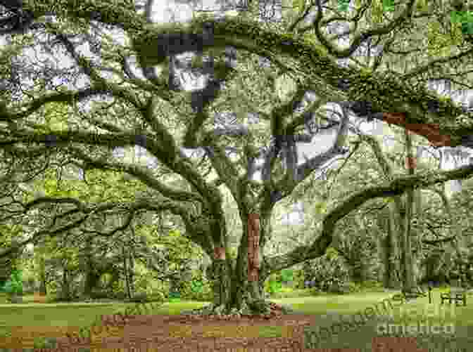 A Majestic Oak Tree With Large Branches And Lush Green Leaves. The Mighty Oak Jeff W Bens