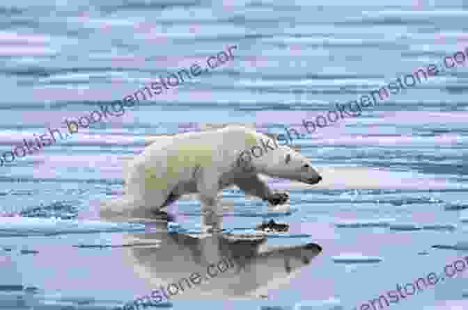 A Photo Of A Polar Bear Standing On A Melting Ice Floe. On Thin Ice: An Epic Final Quest Into The Melting Arctic