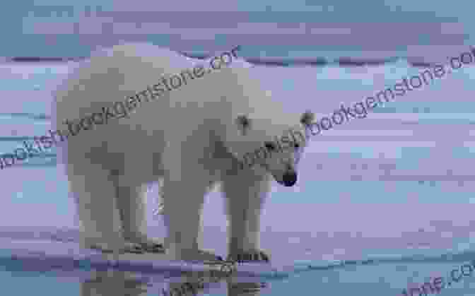 A Polar Bear Stands On A Shrinking Ice Floe, Looking Out Towards The Horizon The Big Thaw: Travels In The Melting North