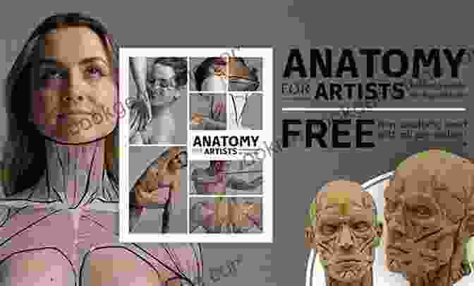 An Artist Studying The Anatomy Of A Live Model Basic Figure Drawing Techniques (Basic Techniques)