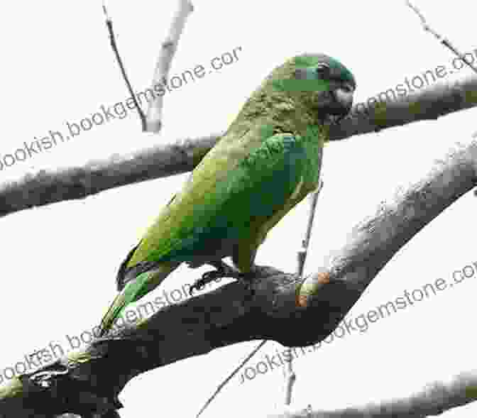 Black Billed Parrot In Flight Wildlife Of Jamaica: Images Of Jamaican Wildlife
