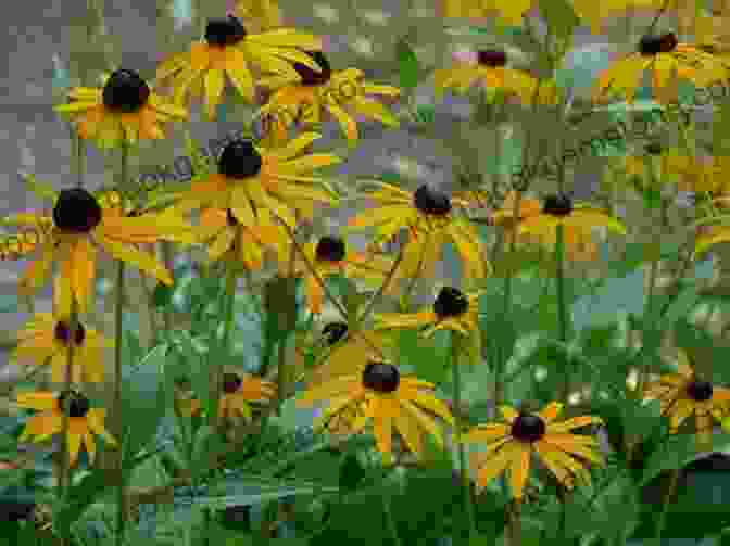 Black Eyed Susan Wildflowers Of Michigan Field Guide (Wildflower Identification Guides)