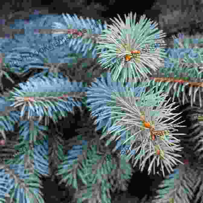 Colorado Blue Spruce With Striking Foliage Trees Of Colorado Field Guide (Tree Identification Guides)