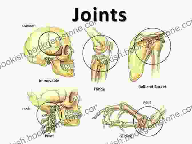 Defining The Joints And Bones Drawing Hands: With Over 1000 Illustrations (Dover Art Instruction)