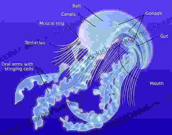Diagram Of A Box Jellyfish's Anatomy, Showcasing Its Cube Shaped Bell, Tentacles, And Nematocysts. Educational Information About Sharks: All About The Scariest Animal In The Sea
