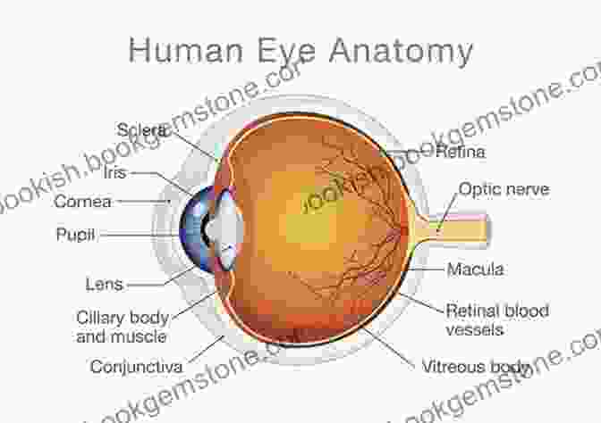 Diagram Of The Eye Anatomy How To Paint A Portrait Part 1: Eyes