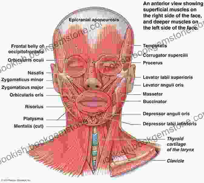 Diagram Of The Facial Muscles Bernard Romain Julien: Head Drawing Course