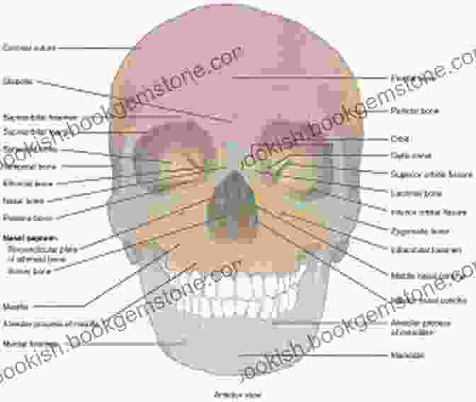 Diagram Of The Human Skull Bernard Romain Julien: Head Drawing Course