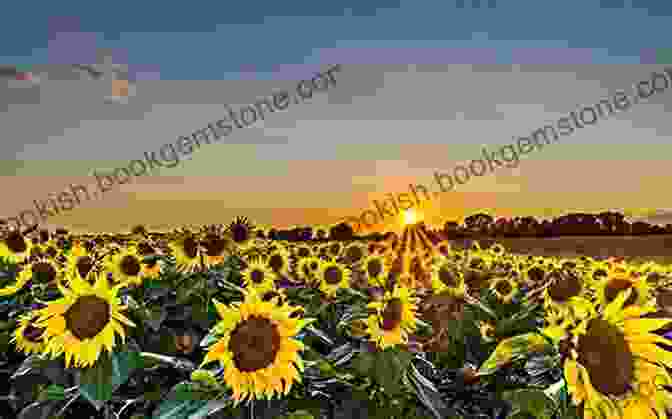 Golden Sunflower Field At Les Libellules Damson Skies And Dragonflies : A Journey Through The Seasons In The French Countryside (Life At Les Libellules 1)