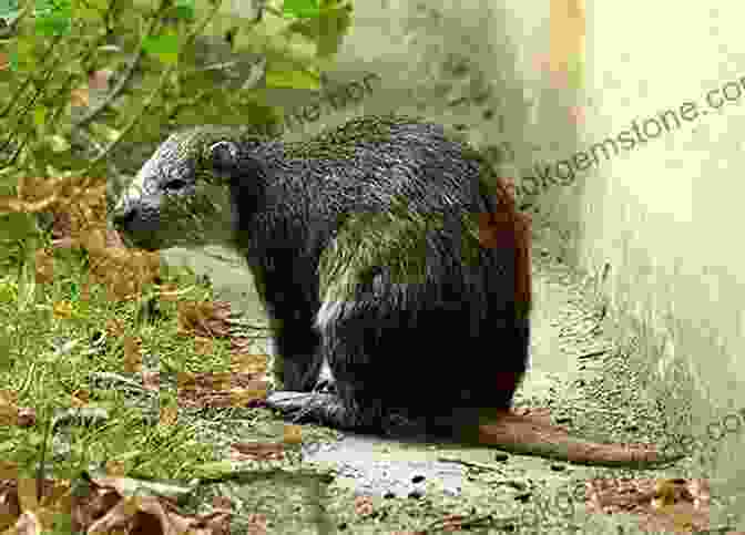 Jamaican Hutia Foraging In The Forest Wildlife Of Jamaica: Images Of Jamaican Wildlife