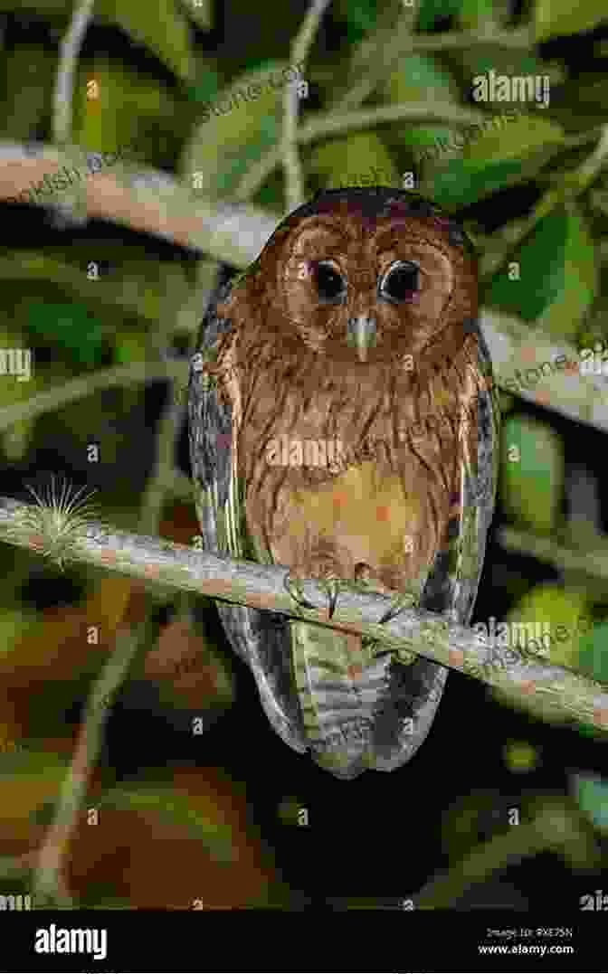 Jamaican Owl Perched On A Branch Wildlife Of Jamaica: Images Of Jamaican Wildlife