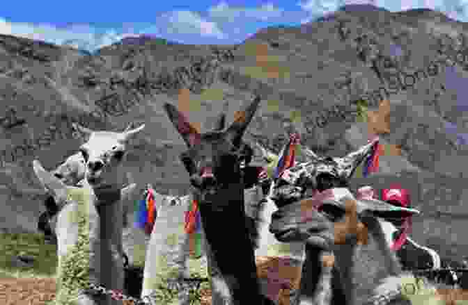 Llamas On The Inca Trail On Foot To Machu Picchu: A Duff Trekker S Adventure Along An Inca Trail