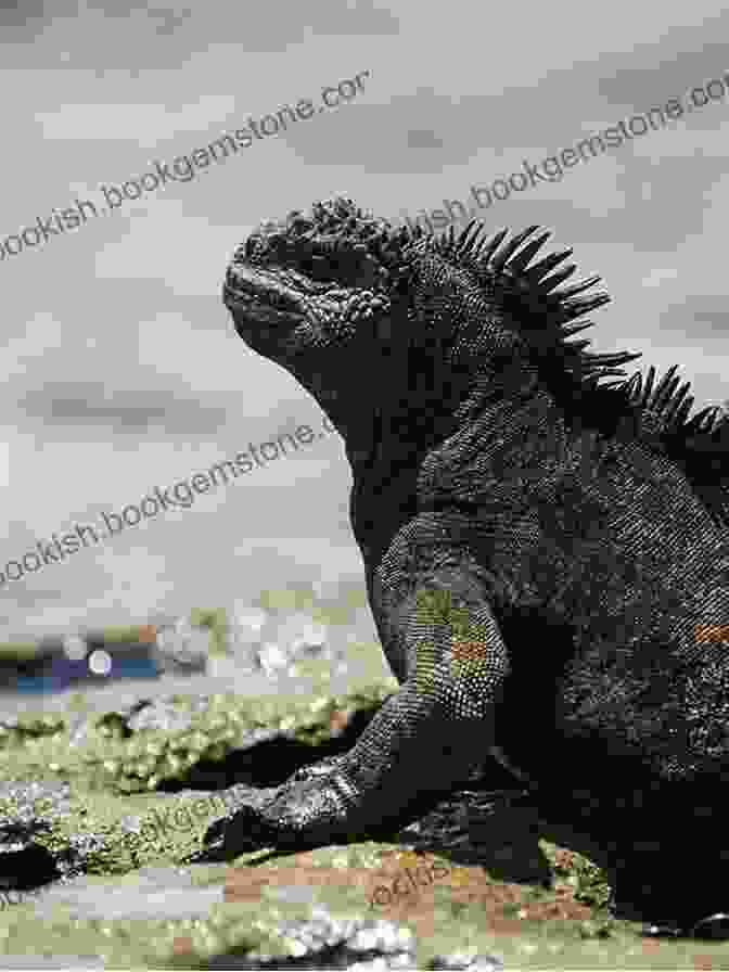 Marine Iguana Basking On The Shoreline Of The Galápagos Islands True North: A Captivating 85 Day Solo Journey To All Of South America Easter Island The Antarctic