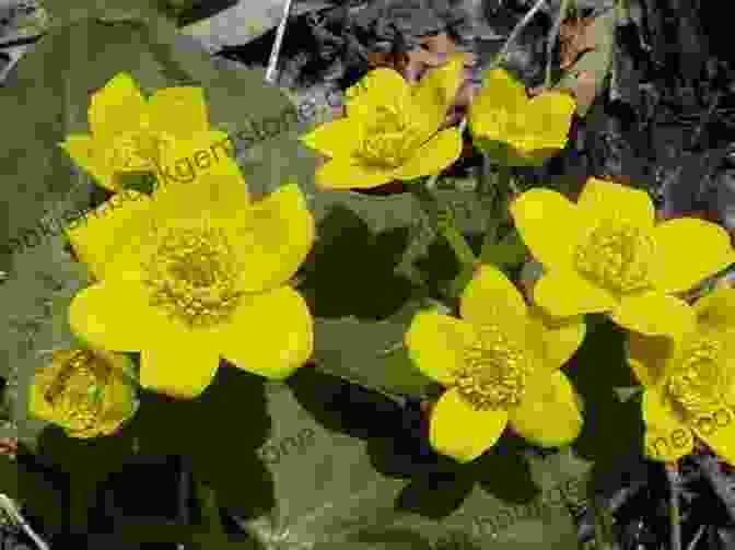 Marsh Marigold Wildflowers Of Michigan Field Guide (Wildflower Identification Guides)