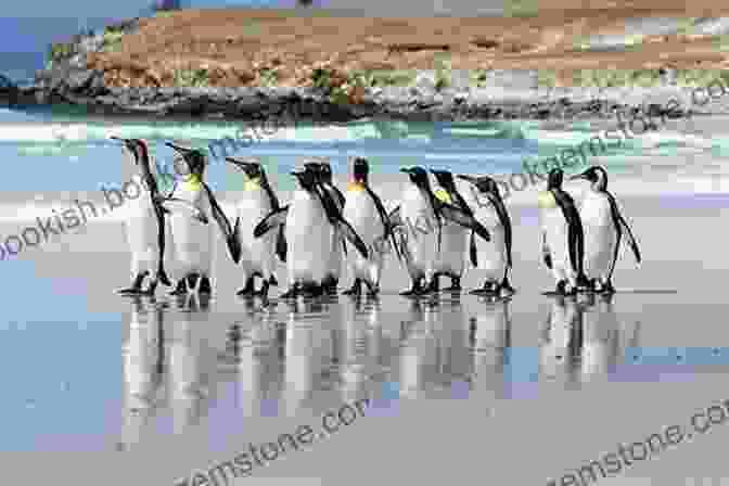 Penguins On The Falkland Islands Falkland Islands (Bradt Travel Guides)