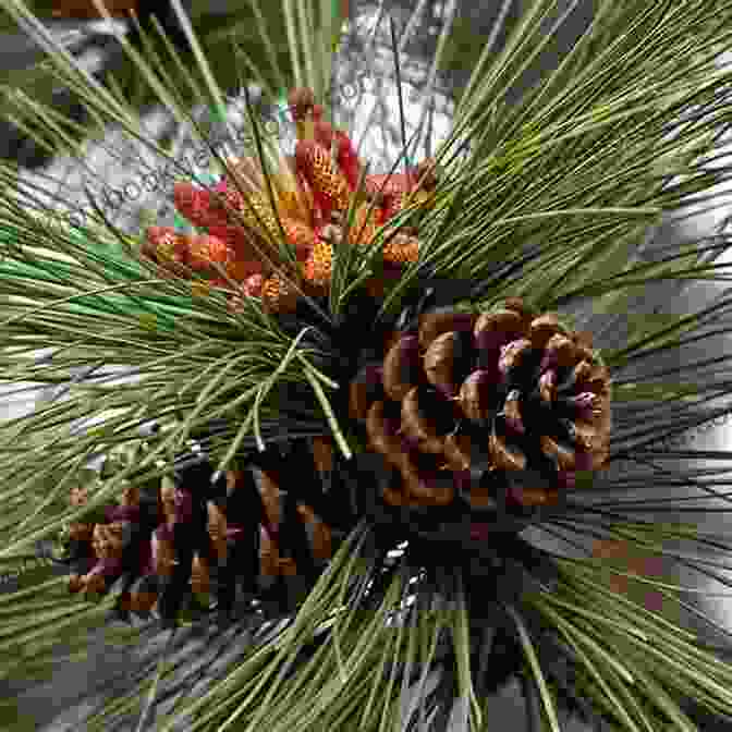 Ponderosa Pine With Large Cones Trees Of Colorado Field Guide (Tree Identification Guides)