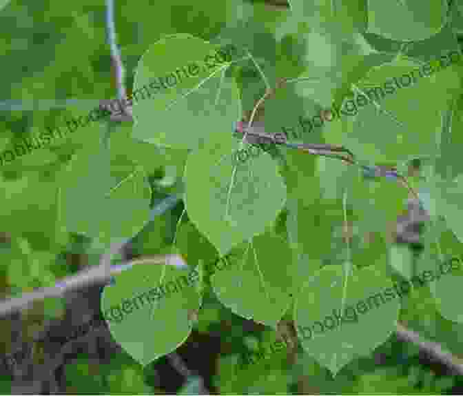 Quaking Aspen With Trembling Leaves Trees Of Colorado Field Guide (Tree Identification Guides)