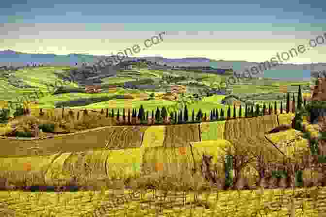 Rolling Hills Of Olive Groves In Tuscany An Italian Journey: A Harvest Of Revelations In The Olive Groves Of Tuscany: A Pretty Girl Seven Tuscan Farmers And A Roberto Rossellini Film