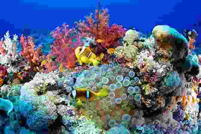 Vibrant Coral Reefs, Majestic Marine Life, And Crystal Clear Waters Await In The Caribbean Sea Best Dives Of The Caribbean