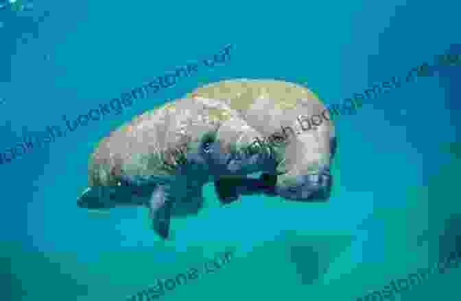 West Indian Manatee In The Pedro Banks Wildlife Of Jamaica: Images Of Jamaican Wildlife